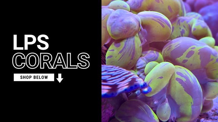 LPS Coral