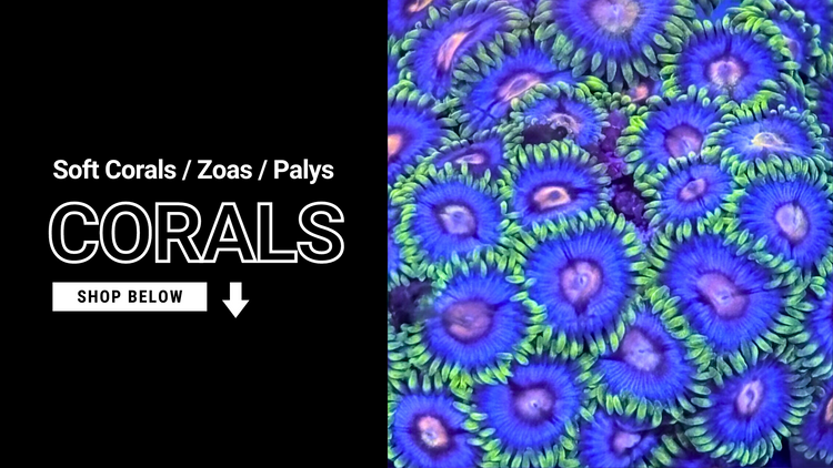 Soft Corals / Zoas / Palys