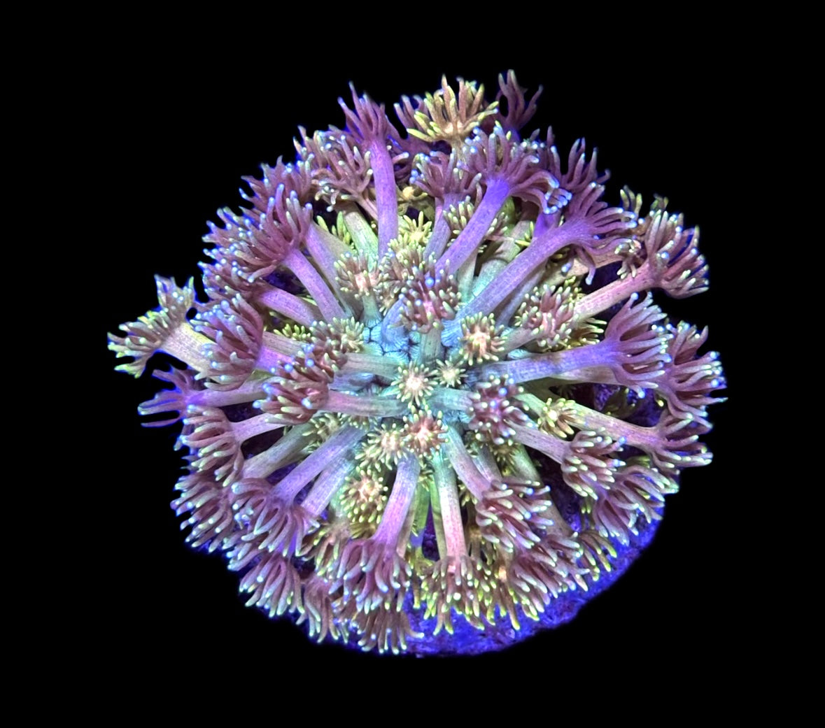 WYSIWYG Rainbow Explosion Goniopora Colony 3" (INSANE!)