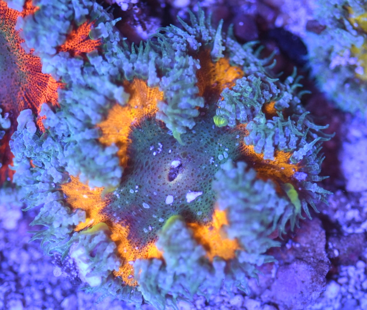 WYSIWYG Ultra Rock Flower Anemone 2.5"