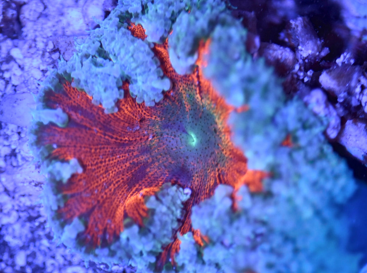 WYSIWYG Ultra Rock Flower Anemone 2.5"