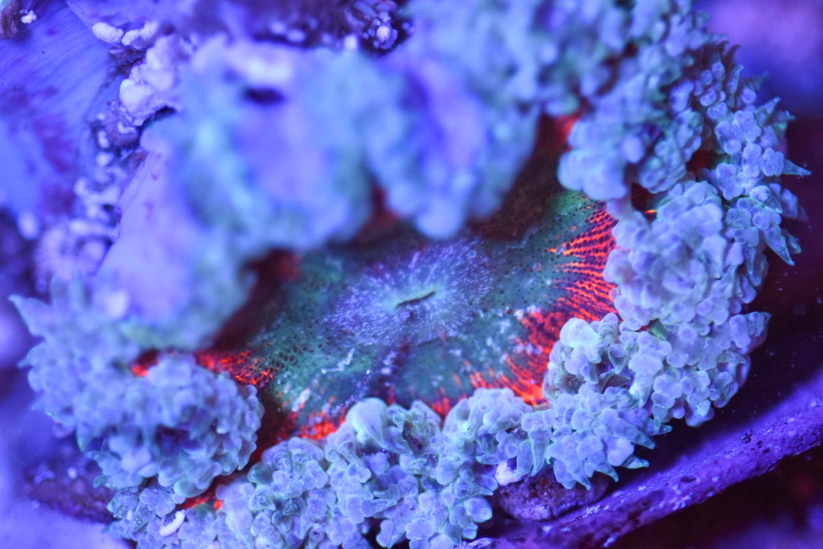 WYSIWYG Ultra Rock Flower Anemone 2.5"