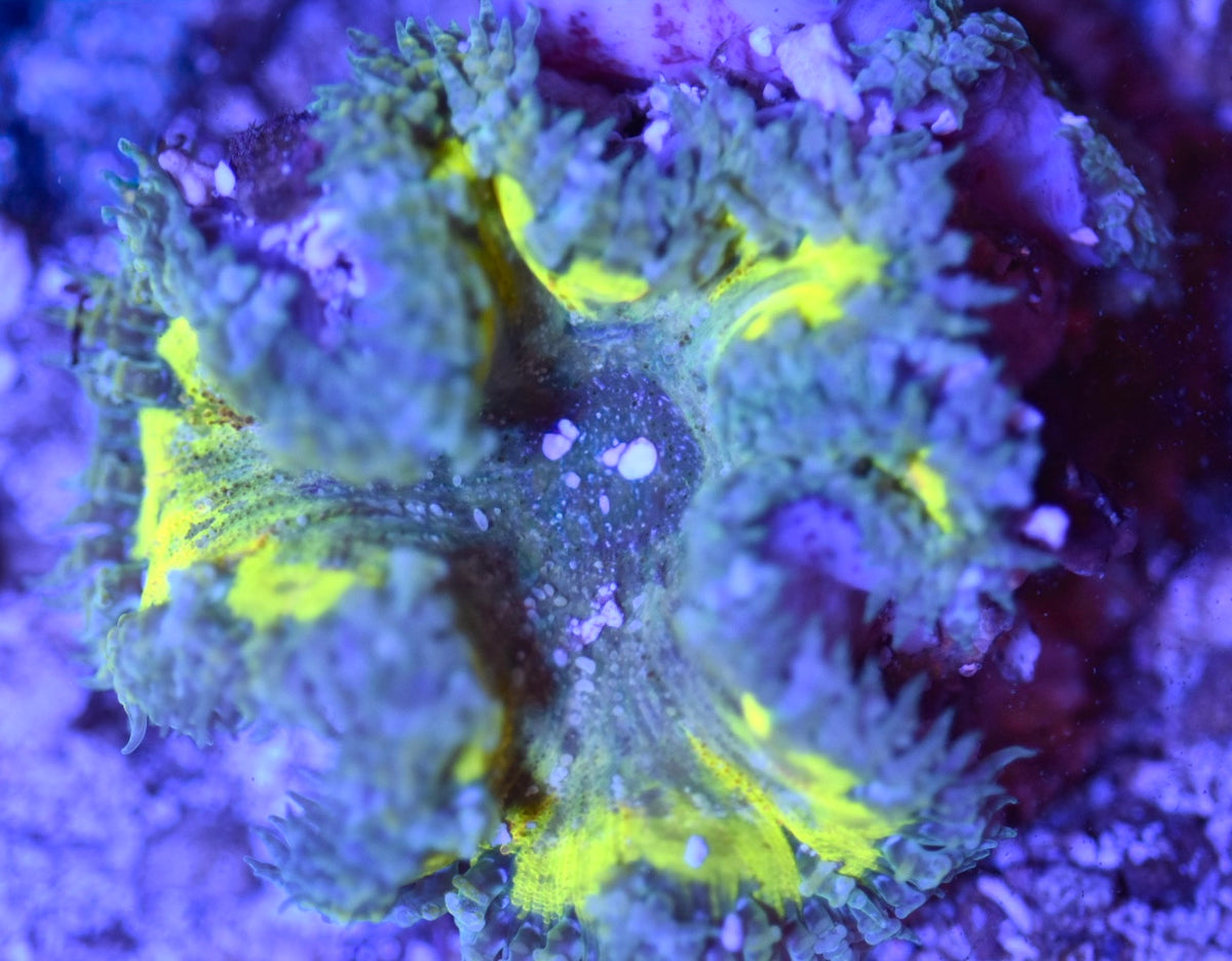 WYSIWYG Ultra Rock Flower Anemone 2.5"