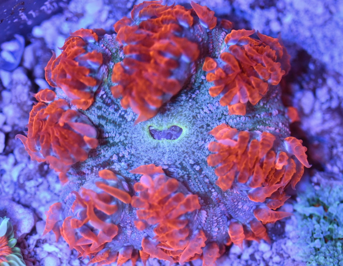 WYSIWYG Ultra Rock Flower Anemone 2.5"