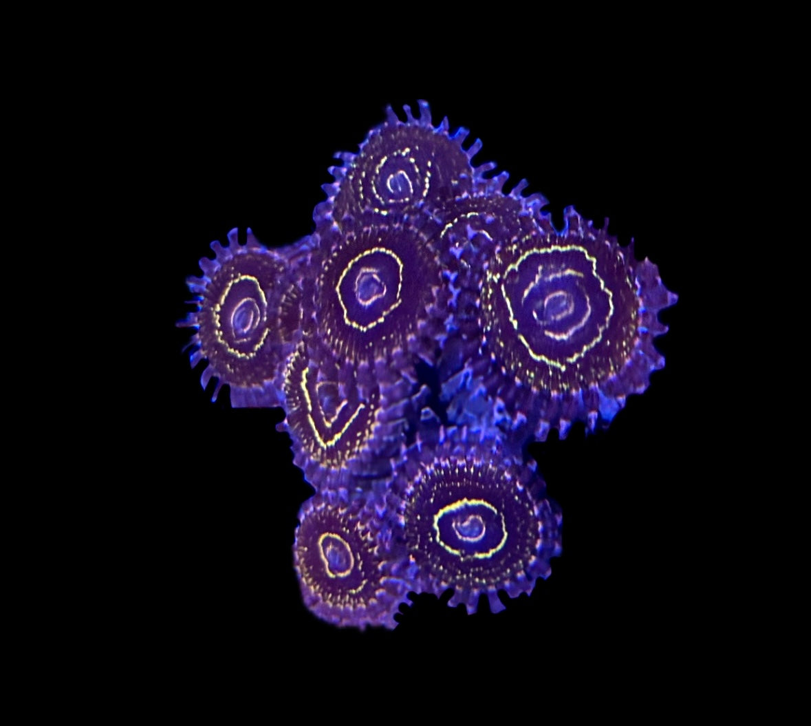 WYSIWYG Stratosphere Zoanthid Colony (RARE!)