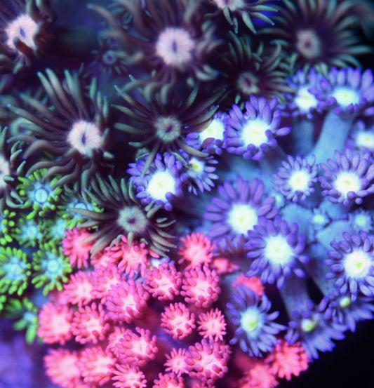 WYSIWYG Mixed Rainbow Goniopora Garden 3.5" (UNIQUE!)