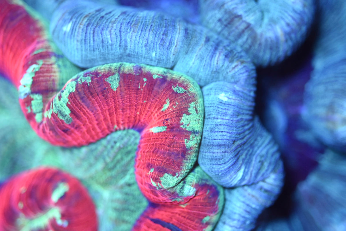 WYSIWYG Natural Double Head Rainbow Trachyphyllia 5.5" (INSANE!)
