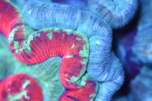 WYSIWYG Natural Double Head Rainbow Trachyphyllia 5.5" (INSANE!)