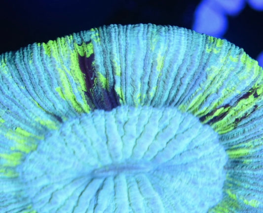 WYSIWYG Lemon Lime Trachyphyllia 2.5"