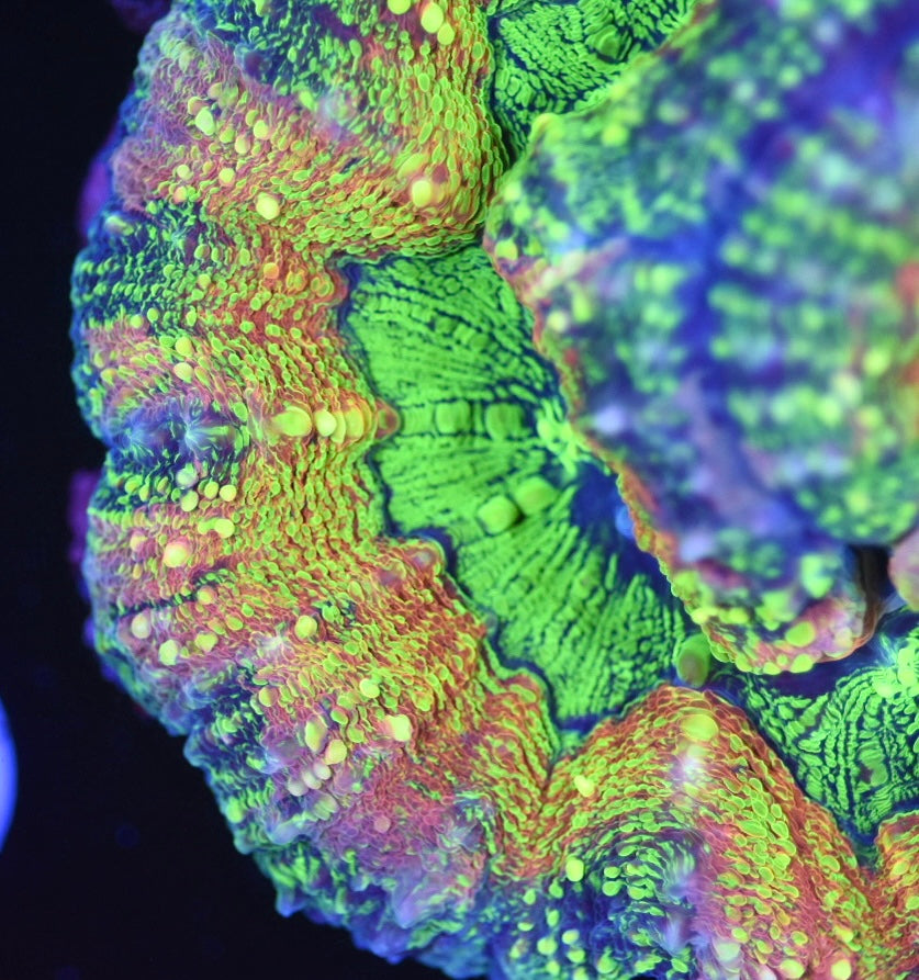 WYSIWYG Interstellar Rainbow Lobophyllia 4" (INSANE!)