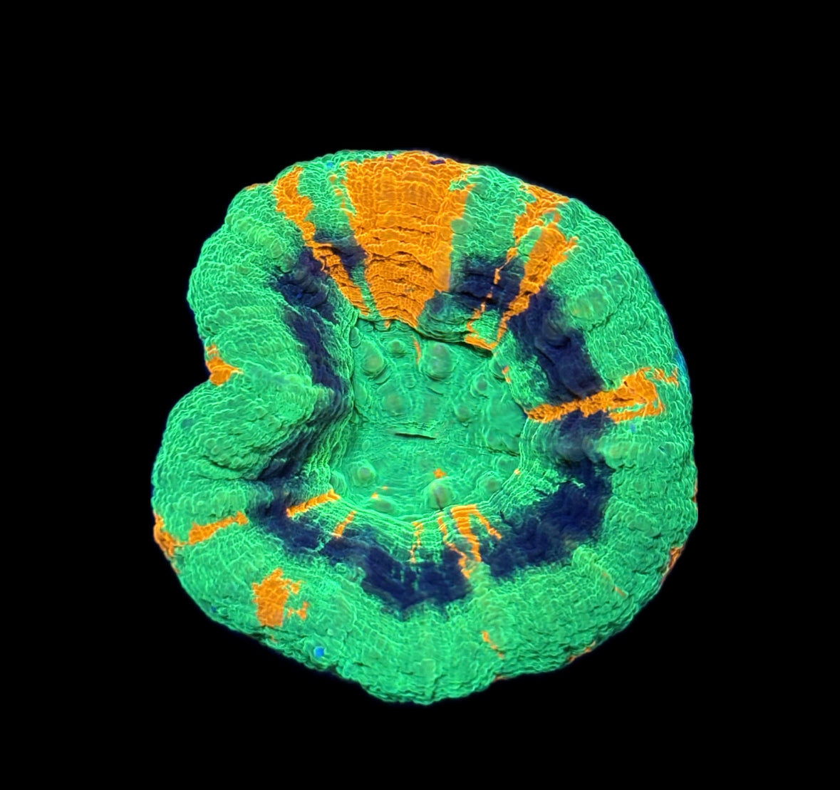 WYSIWYG Master Scolymia 2" (WOW!)