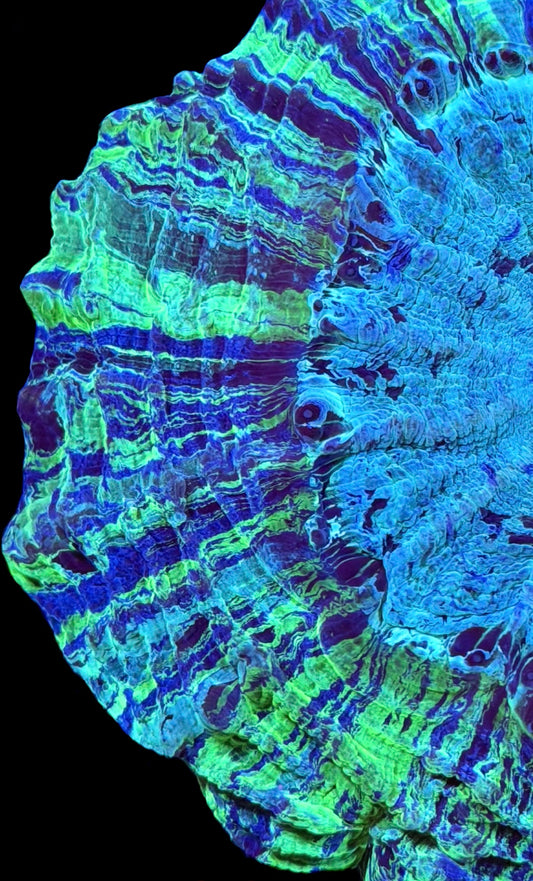 WYSIWYG Tie-Dye Ultra Rainbow Acanthophyllia 5" (INSANE!)