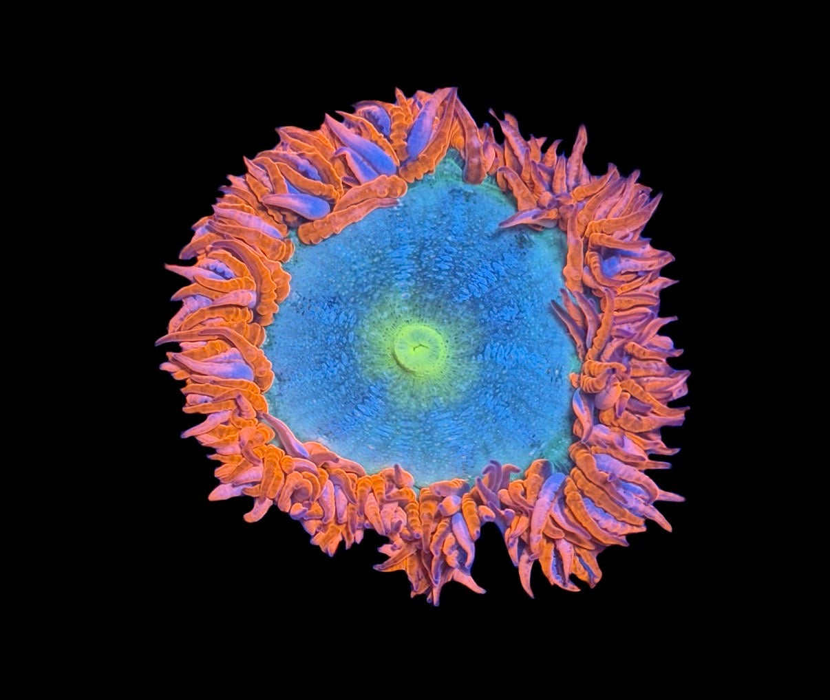 WYSIWYG Ultra Rock Flower Anemone 2.5"