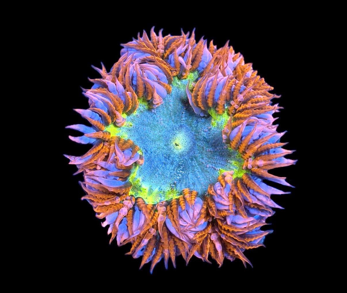 WYSIWYG Ultra Rock Flower Anemone 2.5"