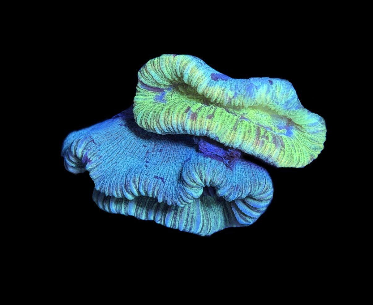 WYSIWYG Natural Double Head Rainbow Trachyphyllia 3" (WOW!)