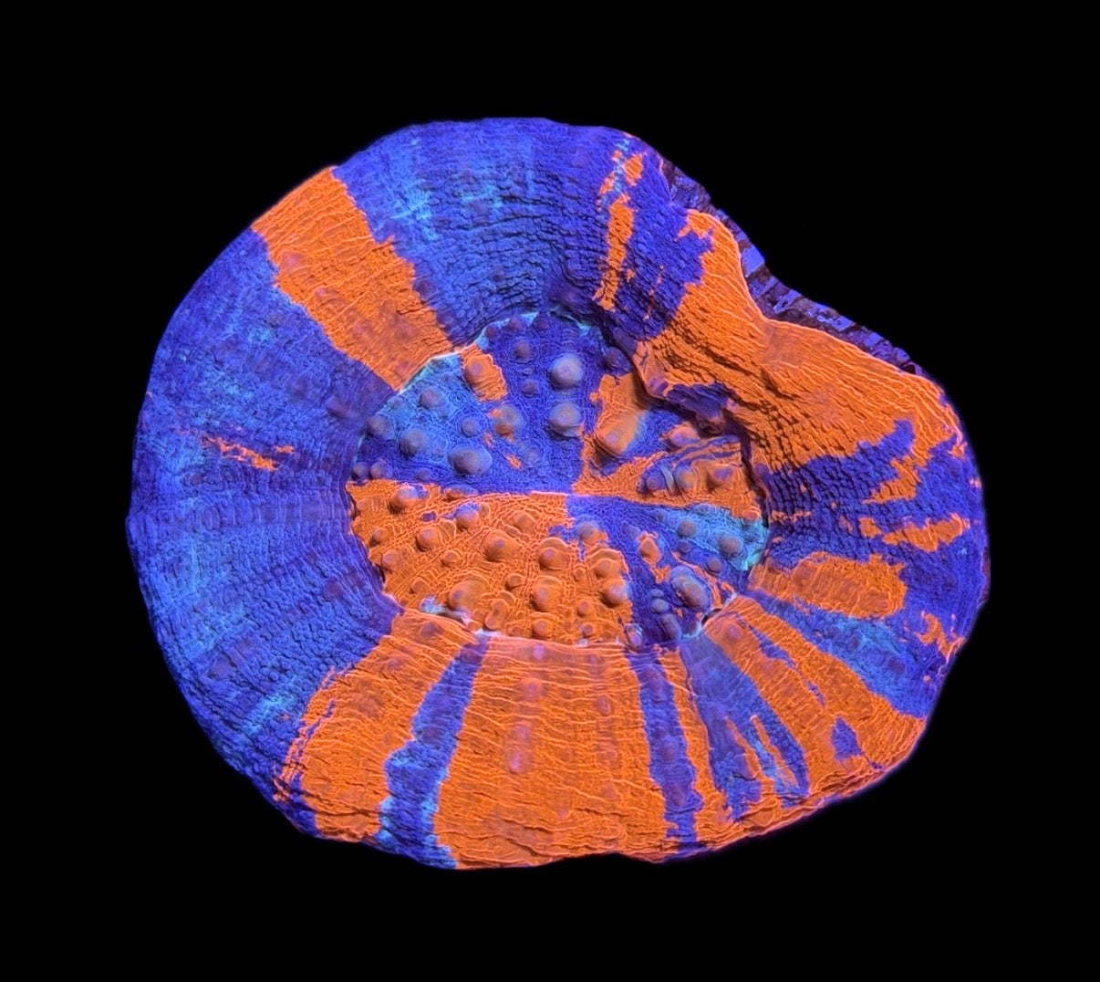 WYSIWYG Superman Scolymia 3" (BRIGHT!)