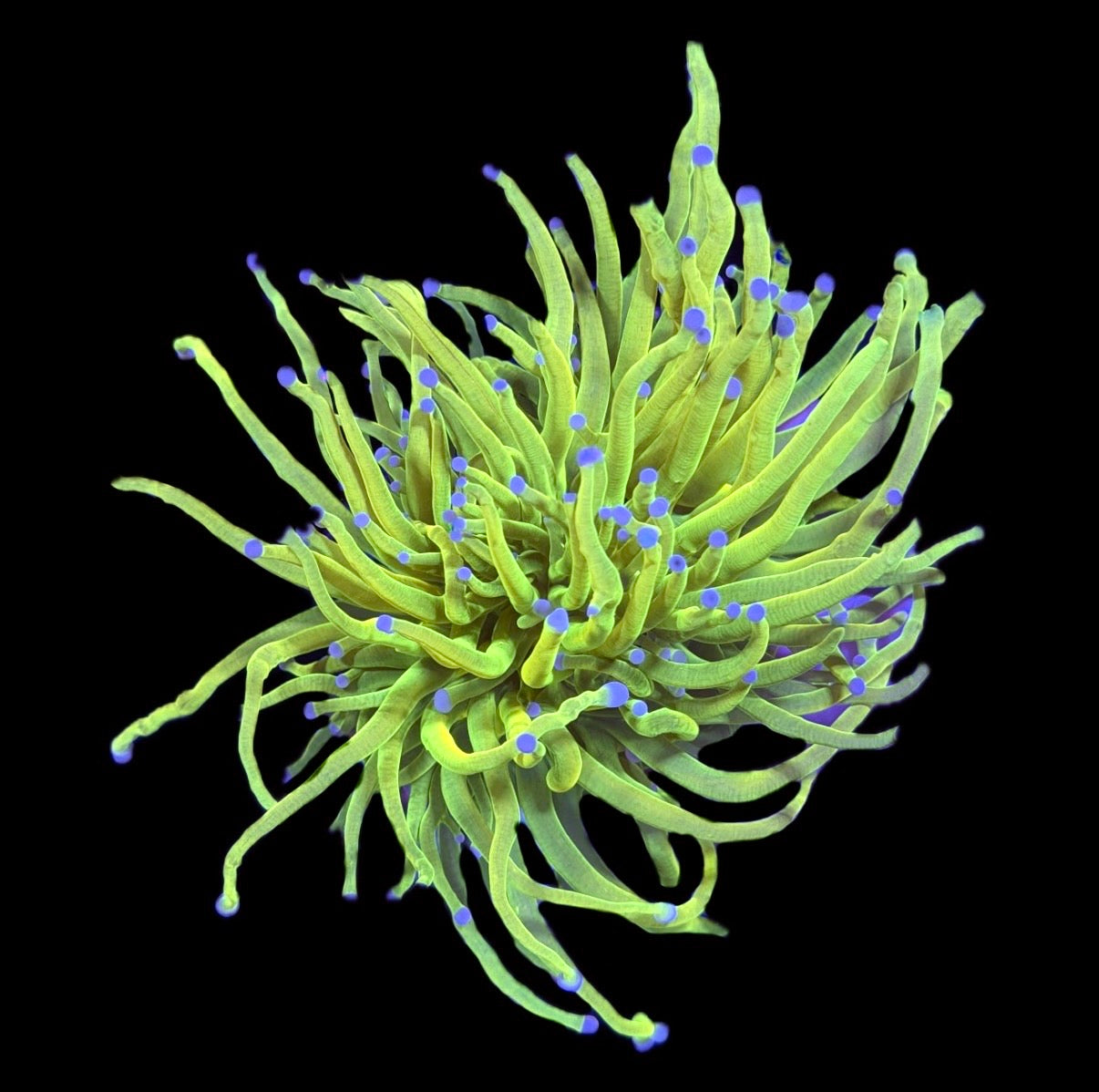 WYSIWYG XXL Holy Grail Torch 4.5" (BRIGHT!)