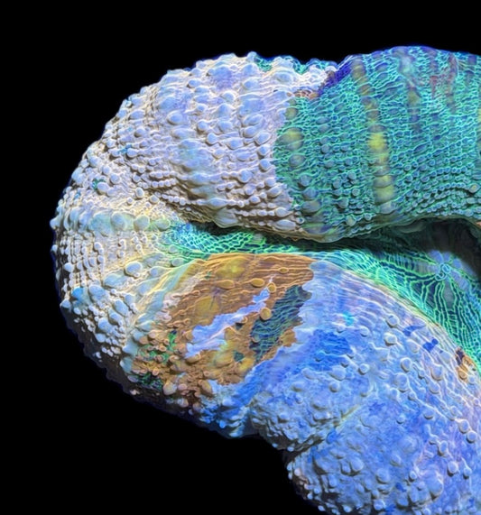 WYSIWYG Master Lobophyllia 3.5" (ONE OF A KIND!)