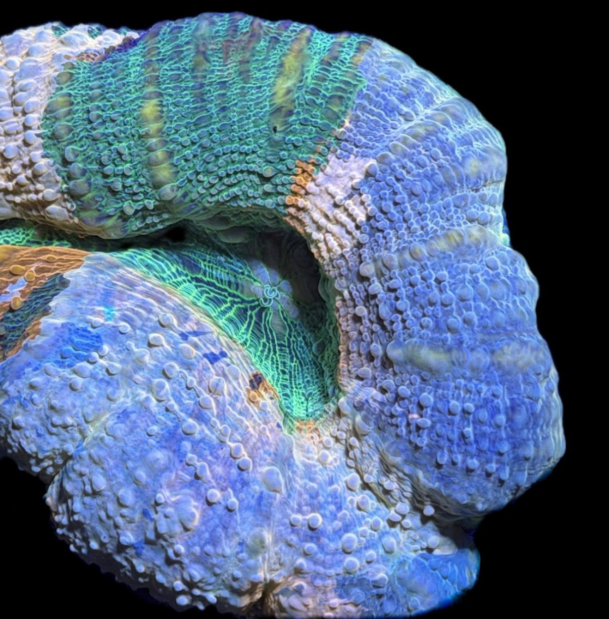 WYSIWYG Master Lobophyllia 3.5" (ONE OF A KIND!)