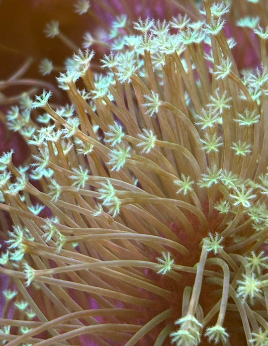 WYSIWYG Mother Colony Weeping Willow Toadstool Leather 2' (MASSIVE!)