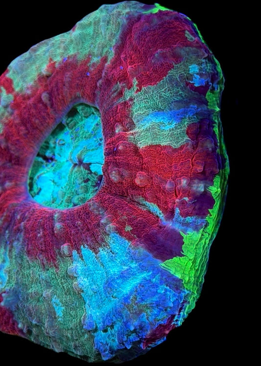 WYSIWYG Rainbow Nuke Scolymia 3" (ONE OF A KIND!)