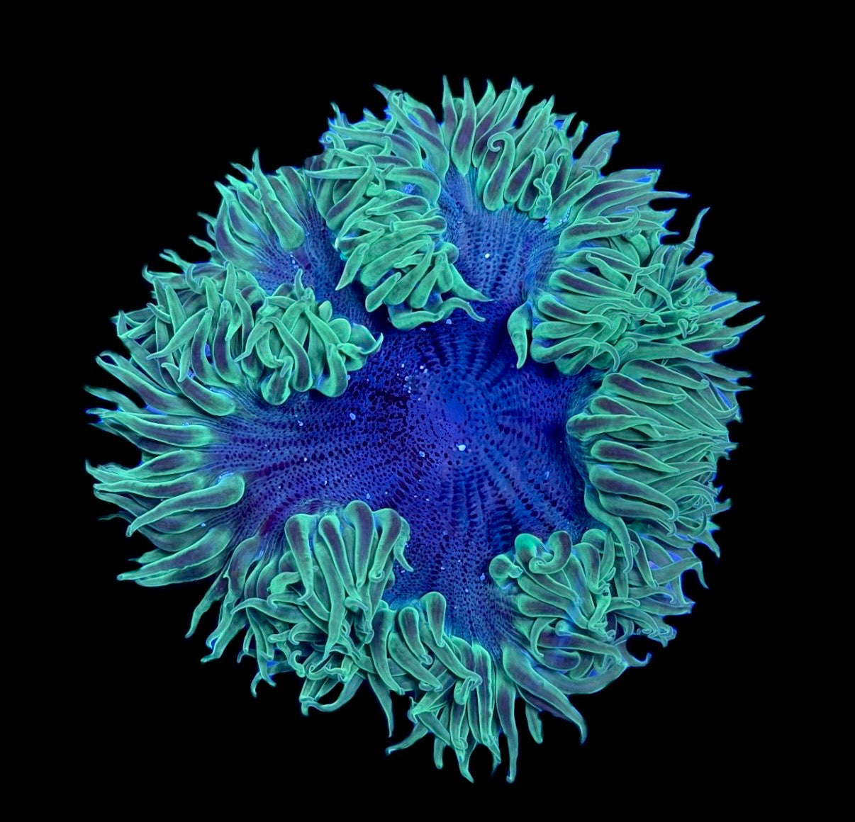 WYSIWYG Ultra Rock Flower Anemone 3"