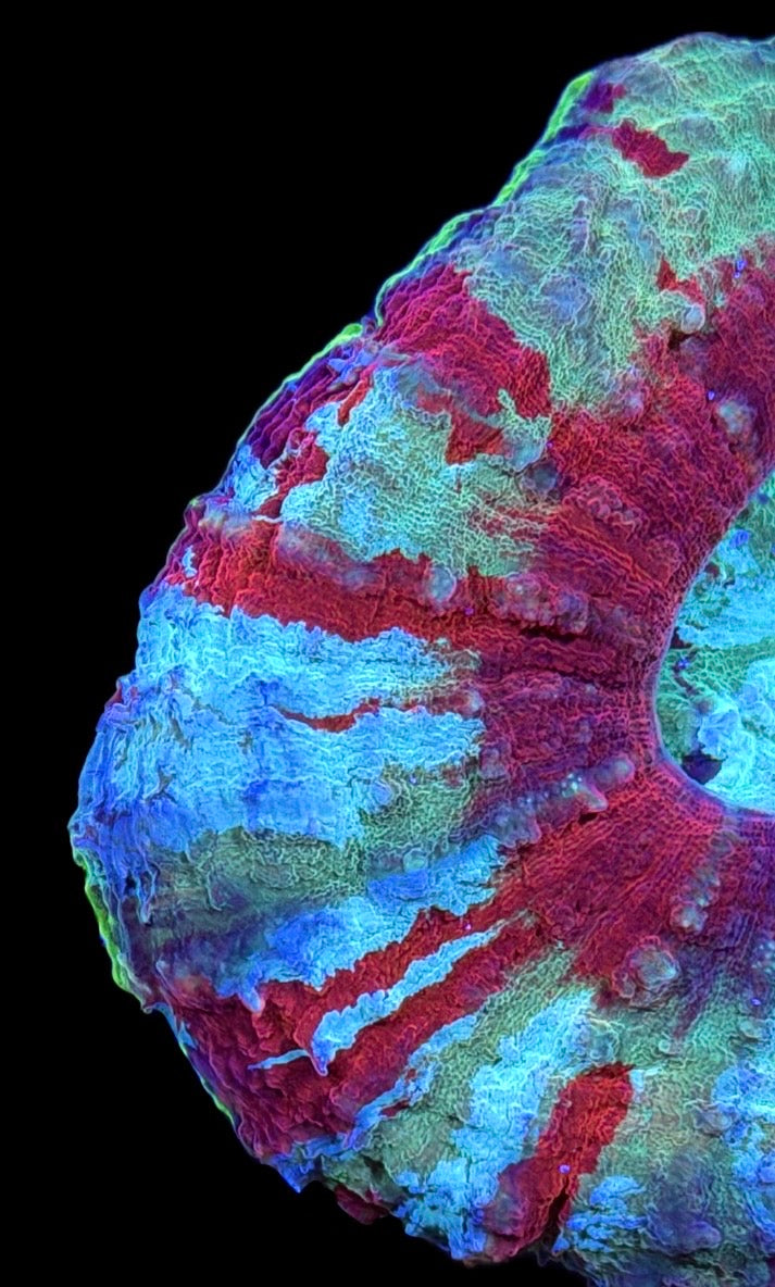 WYSIWYG Rainbow Nuke Scolymia 3" (ONE OF A KIND!)