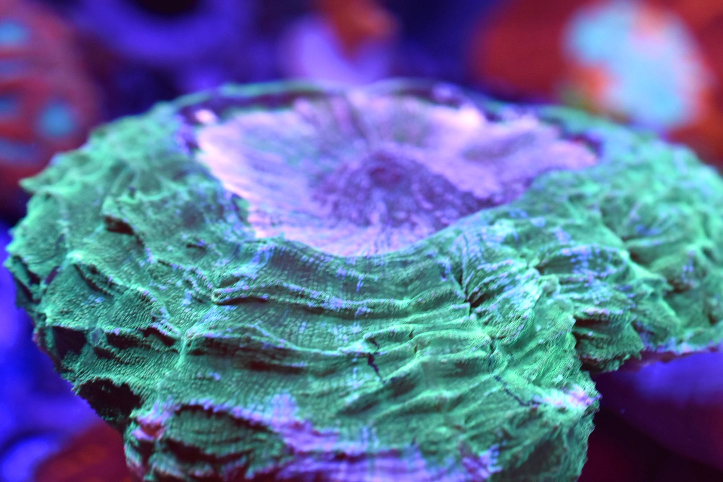 WYSIWYG True Pink Rainbow Acanthophyllia 10" (ONE OF A KIND!)