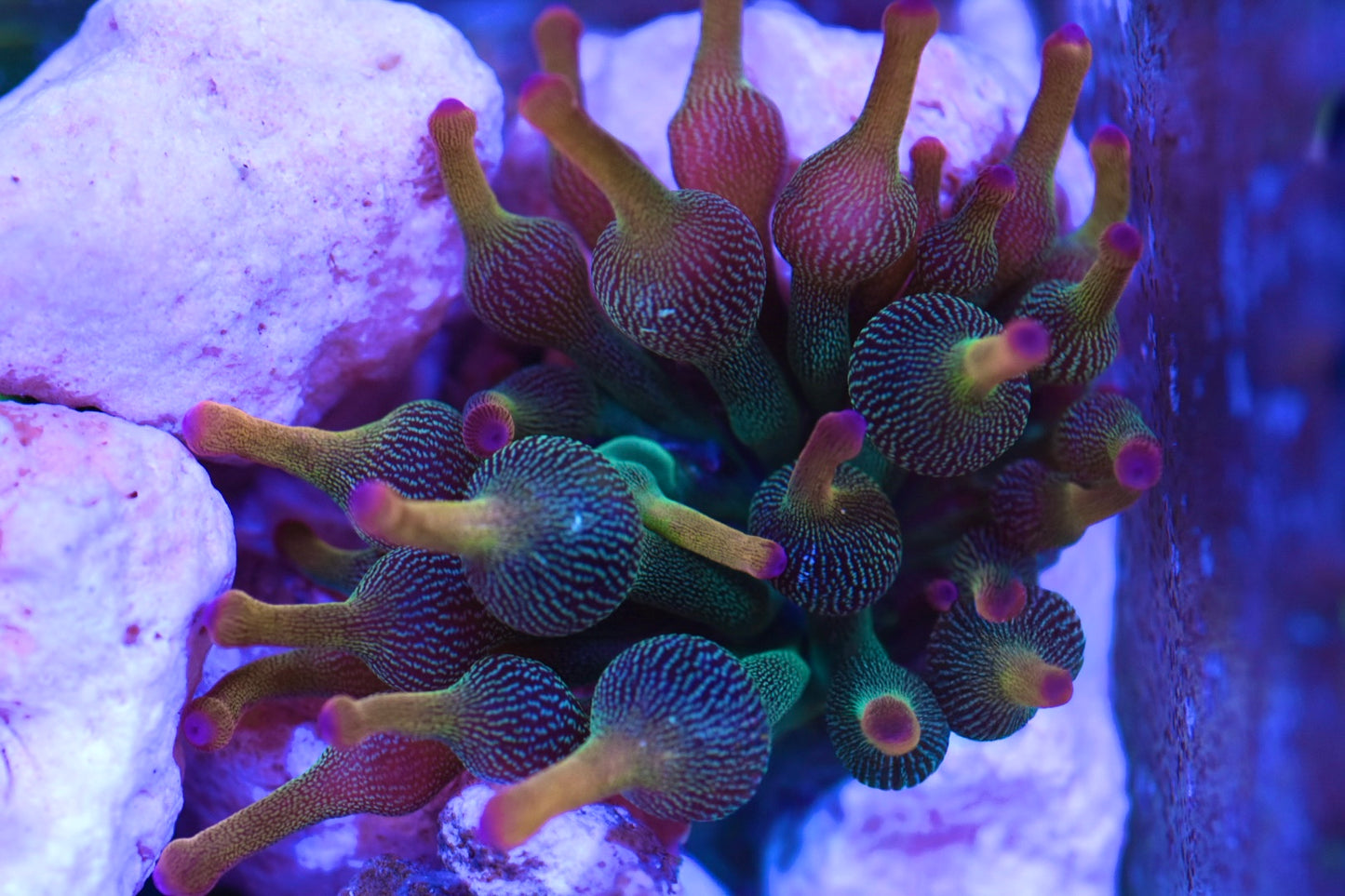 WYSIWYG Holy Grail Bubble Tip Anemone 2.5"