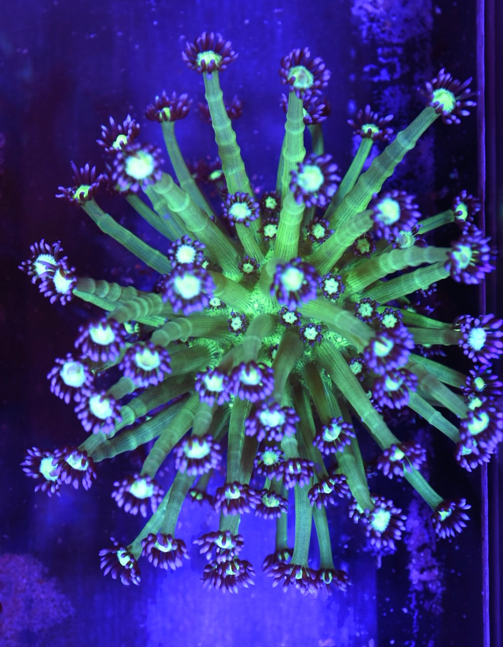 WYSIWYG Medusa Goniopora Colony 3.5" (BRIGHT!)