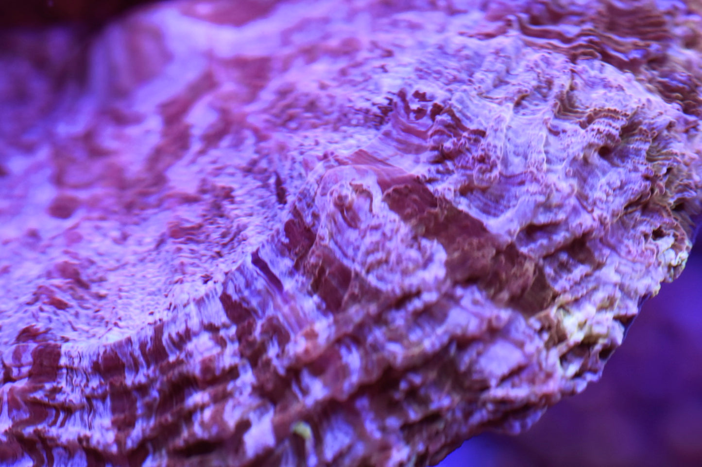 WYSIWYG Ultra Pink Rainbow Acanthophyllia 5.5" (WOW!)