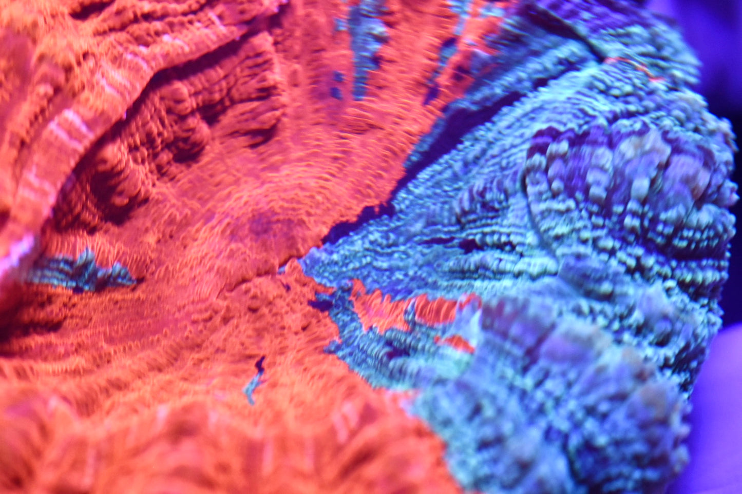 WYSIWYG Ultra Rainbow Acanthophyllia 4.5" (BRIGHT!)