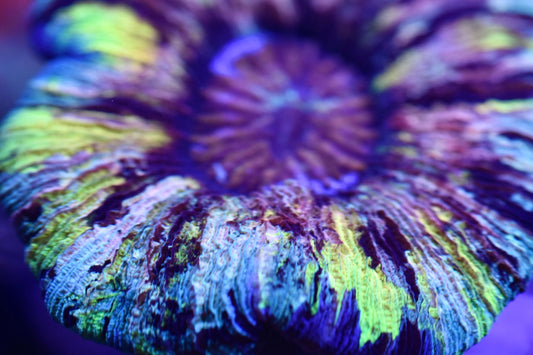 WYSIWYG Incredible Rainbow Wellsophyllia 4" (WOW!)