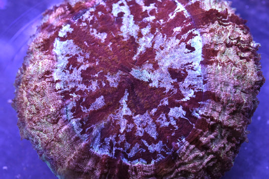 WYSIWYG Blood Splatter Rainbow Acanthophyllia 5.5" (WOW!)