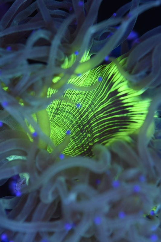 WYSIWYG Radioactive Elegance 5.5" (BRIGHT!)