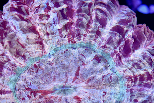 WYSIWYG Incredible Rainbow Acanthophyllia 5" (INSANE!)