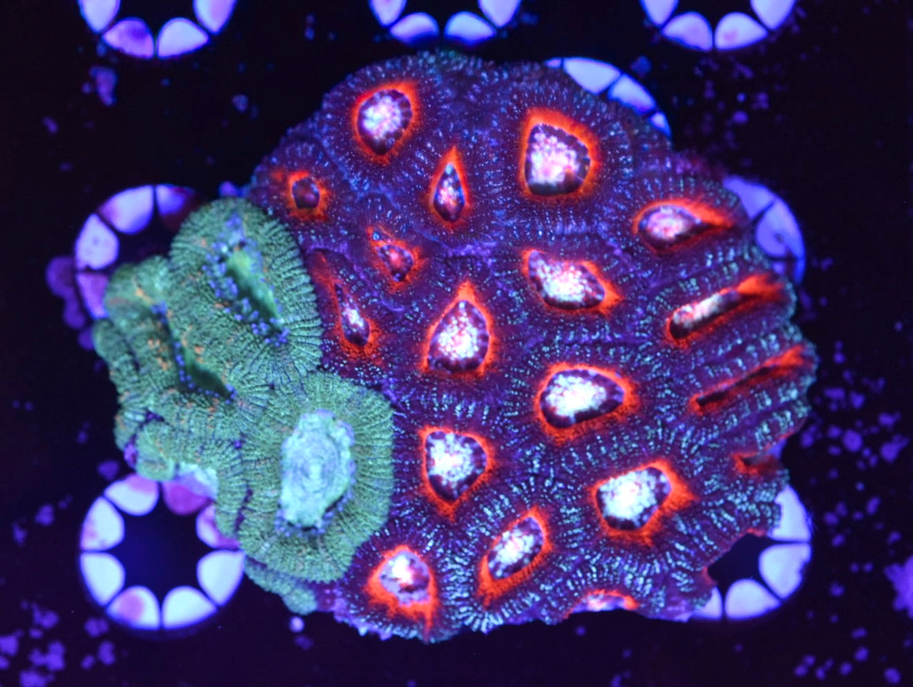 WYSIWYG Natural Split Rainbow Acan Colony 3" (WOW!)