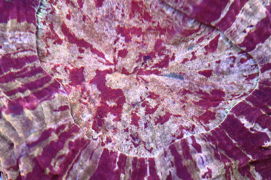 WYSIWYG Red and Gold Acanthophyllia 6" (CRAZY!)