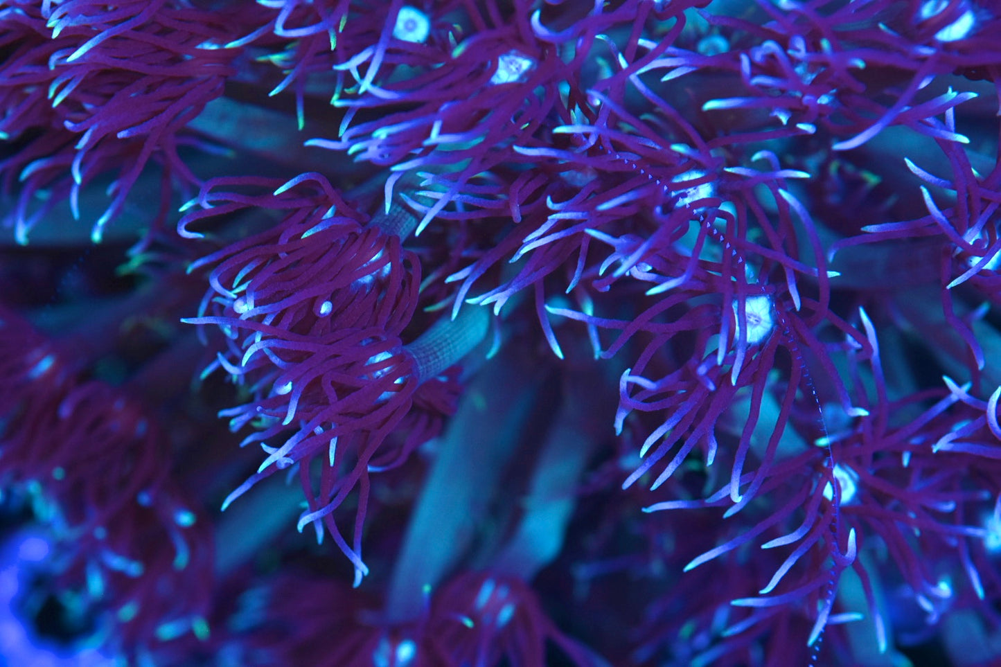 WYSIWYG XXXL Mystic Reach Long Lash Goniopora Colony 7" (WOW!)