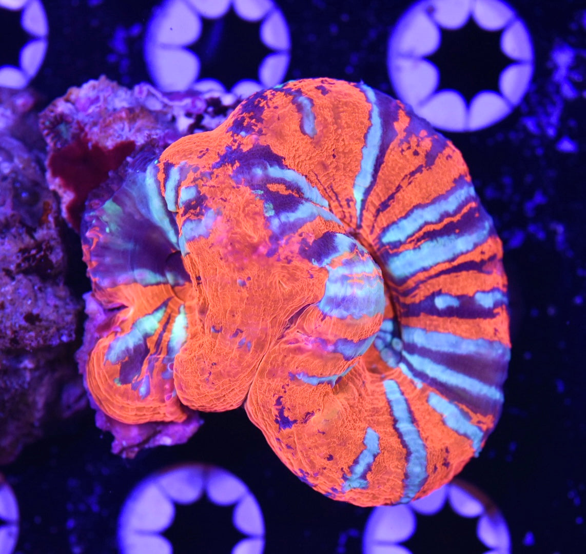 WYSIWYG GHI CORALS MARCH GIVEAWAY! DETAILS IN CAPTION!