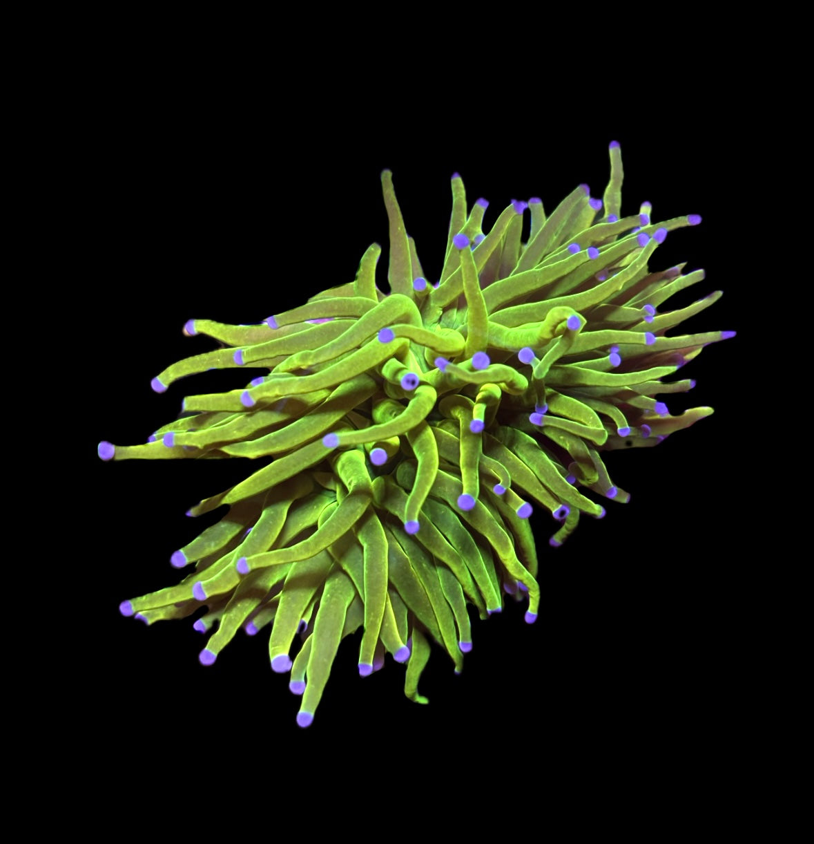 WYSIWYG XL Holy Grail Torch Coral (BRIGHT!)