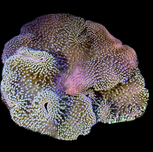 WYSIWYG Mother Colony Japanese Toadstool Leather 2' (MASSIVE!)