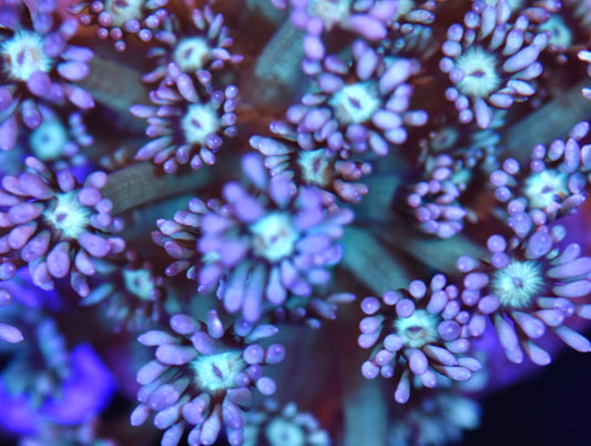WYSIWYG XL Psycho Rainbow Goniopora Colony 3.5" (WOW!)