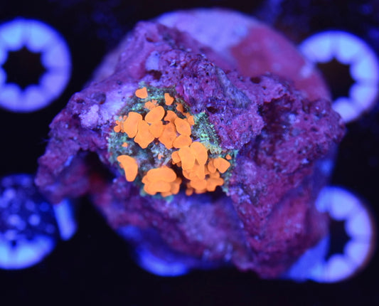 WYSIWYG Sunkist Bounce Mushroom 1" (BRIGHT!)