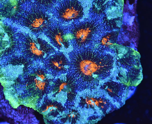 WYSIWYG Incredible Rainbow Acan Echinata Colony 3.5" (INSANE!)