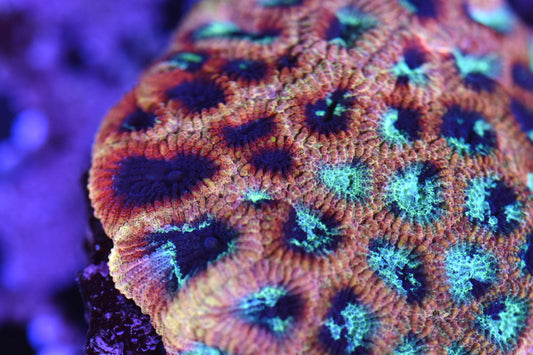 WYSIWYG Rainbow Splatter Favia Colony 3.5" (WOW!)