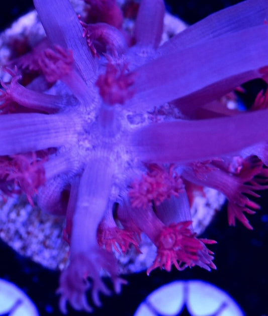 WYSIWYG Grafted Confetti Goniopora 2.5"