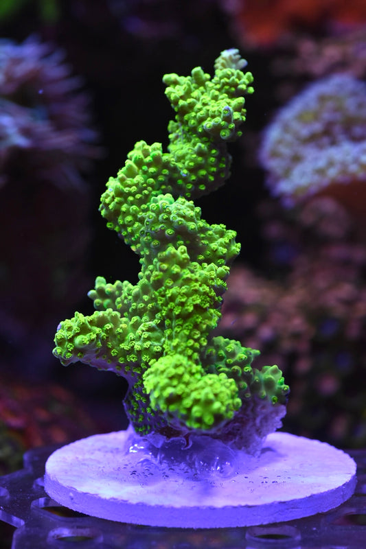 WYSIWYG XXL Green Slimer ACropora Colony 4.5" (HUGE!)