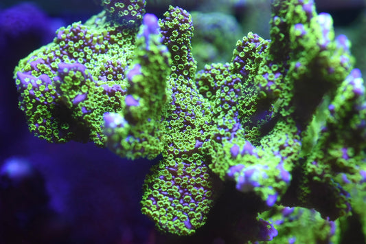 WYSIWYG XXL Tubbs Stellata Montipora Colony 4.5"