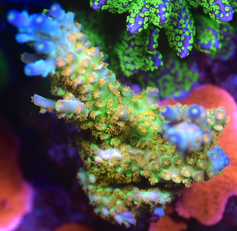 WYSIWYG XXL SC Orange Passion ACropora Colony 4" (INSANE!)